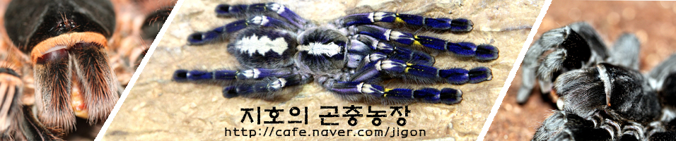 JIF컴퍼니-희귀애완동물,파충류,타란,지네,전갈 커뮤니티