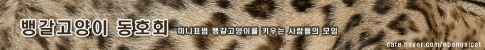 뱅갈고양이 동호회-하이브리드 캣,벵갈캣 대형고양이 정보 분양