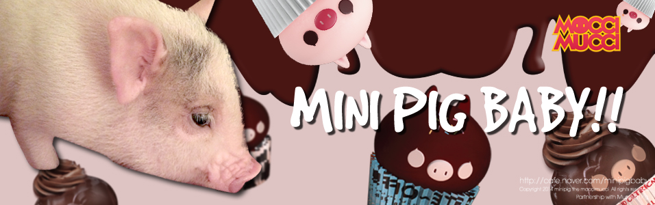 ̴Ǳ ̺  Miniature pig babies Mocci