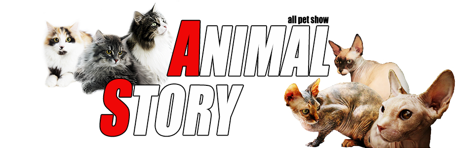 ִϸֽ丮 animalstory  ޹  ֿϵ