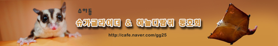 슈가글라이더 동호회 (슈동):하늘다람쥐,날다람쥐 무료분양 카페