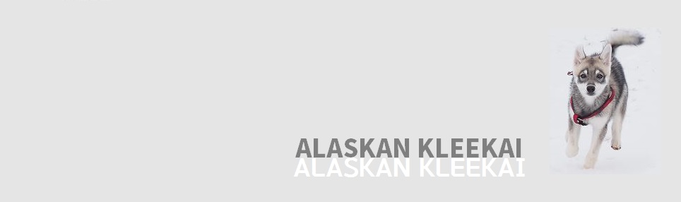 ˷ĭ Ŭī[Alaskan Klee Kai/AKK]