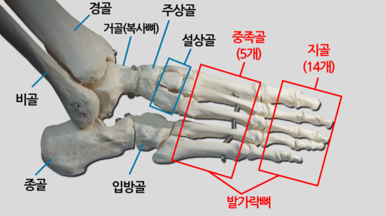 다섯발가락 이미지