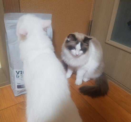 캣앤뷰티 이미지