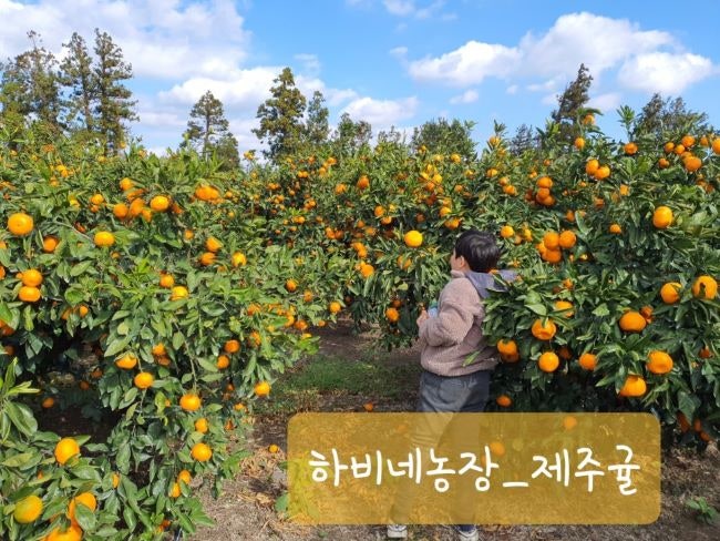 제주미싱 이미지