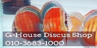  G-House Discus Shop(Ŀ )