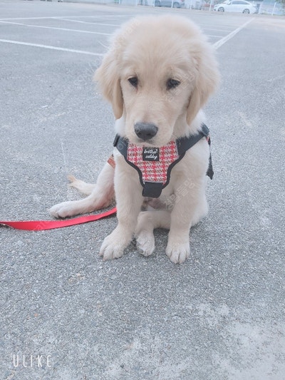 소형견~대형견 강아지하네스 목줄리드줄 새상품 처분판매합니다