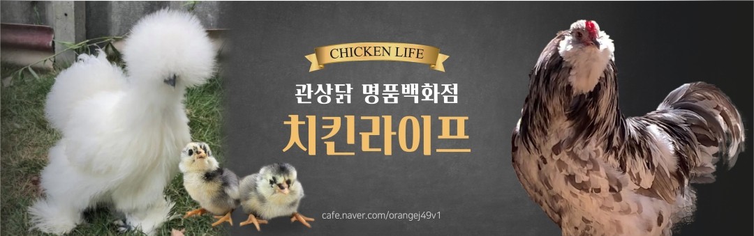 chicken life ( ǰ ȭ)