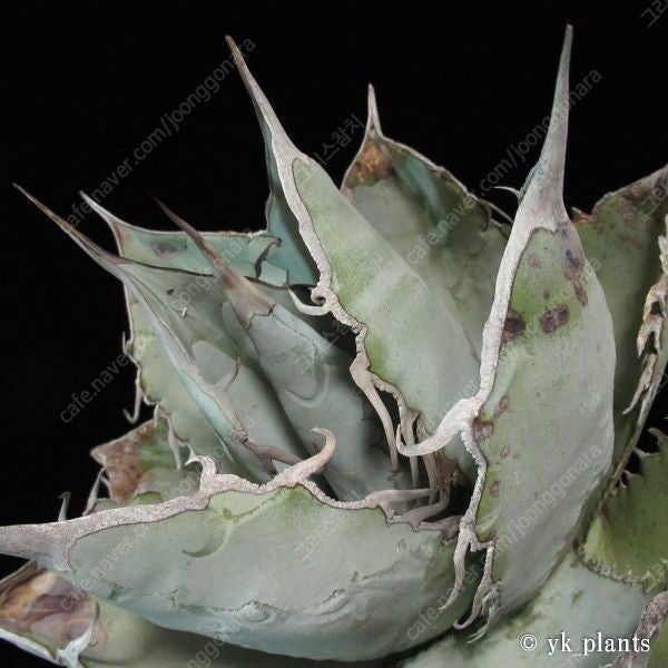 인왕관 agave titanota white ice 뇌신 길상천