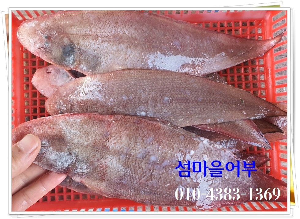 섬마을어부 이미지
