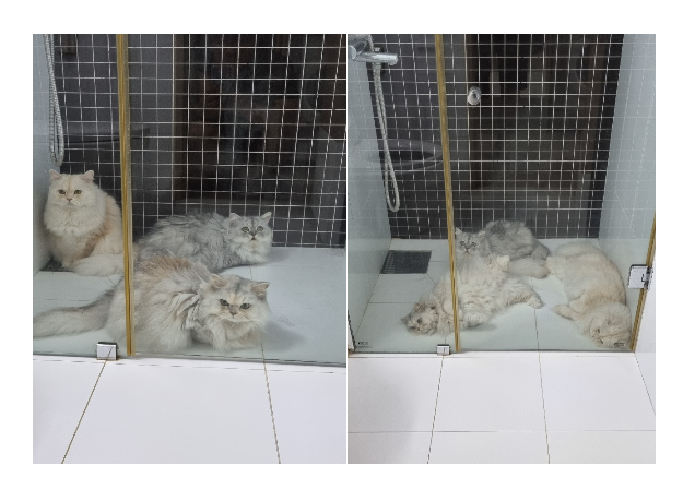 엘클린 이미지