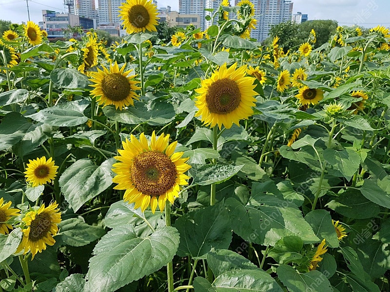 스타벅스프리퀀시완성본