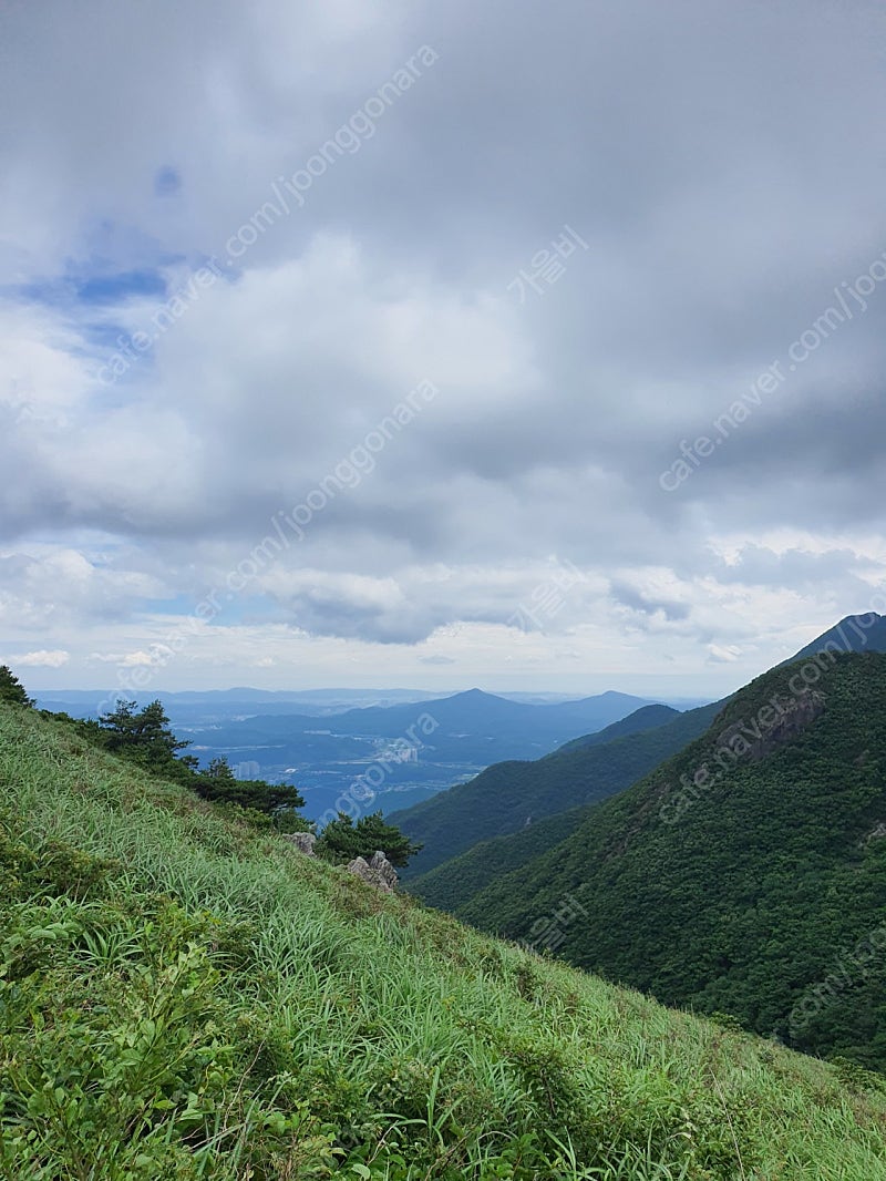 몰튼용 위시본 90미리 구해요