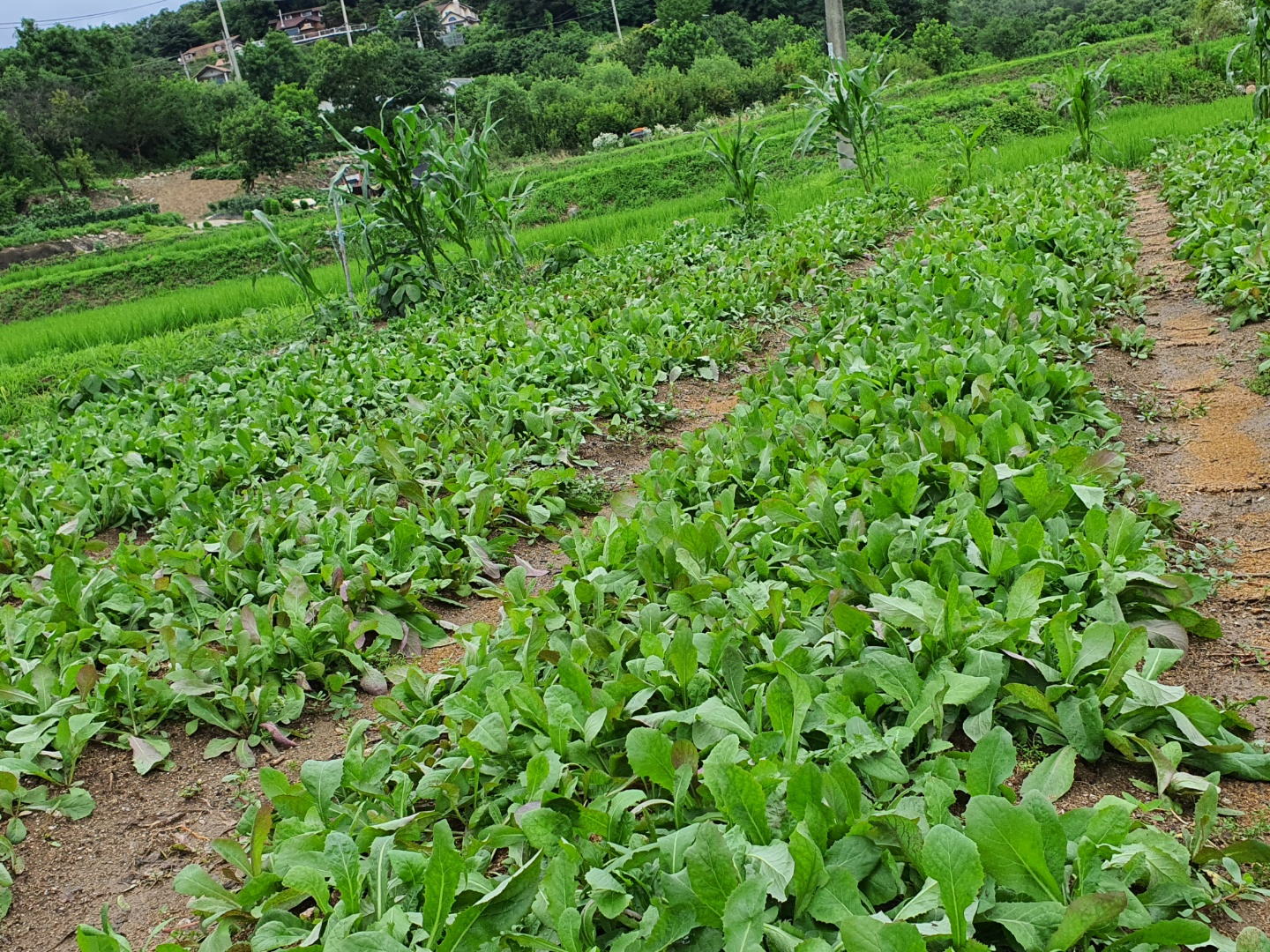 초롱순대 이미지