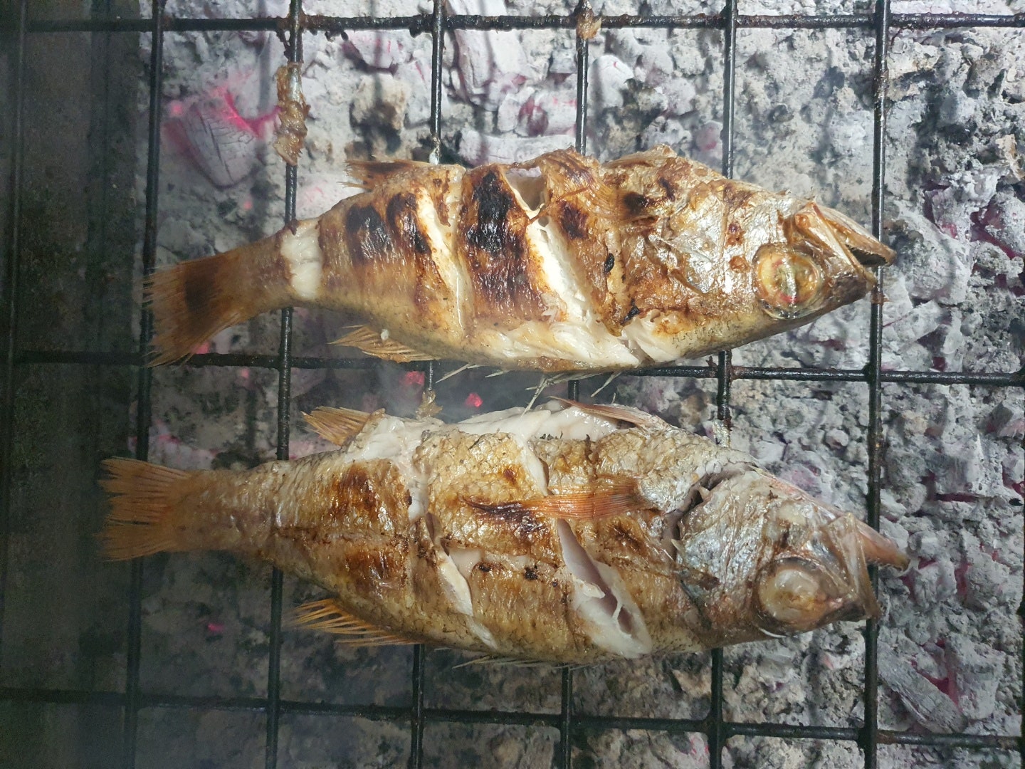 금태 눈볼대 구이 고흥숯불생선구이 : 네이버 블로그