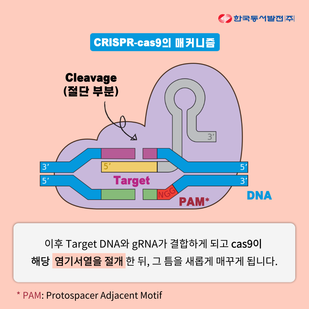 2020 노벨 화학상의 주인공! 크리스퍼(CRISPR) 유전자 가위 : 네이버 블로그