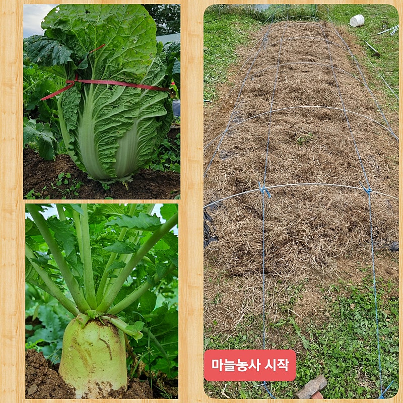 의성마늘상회 이미지
