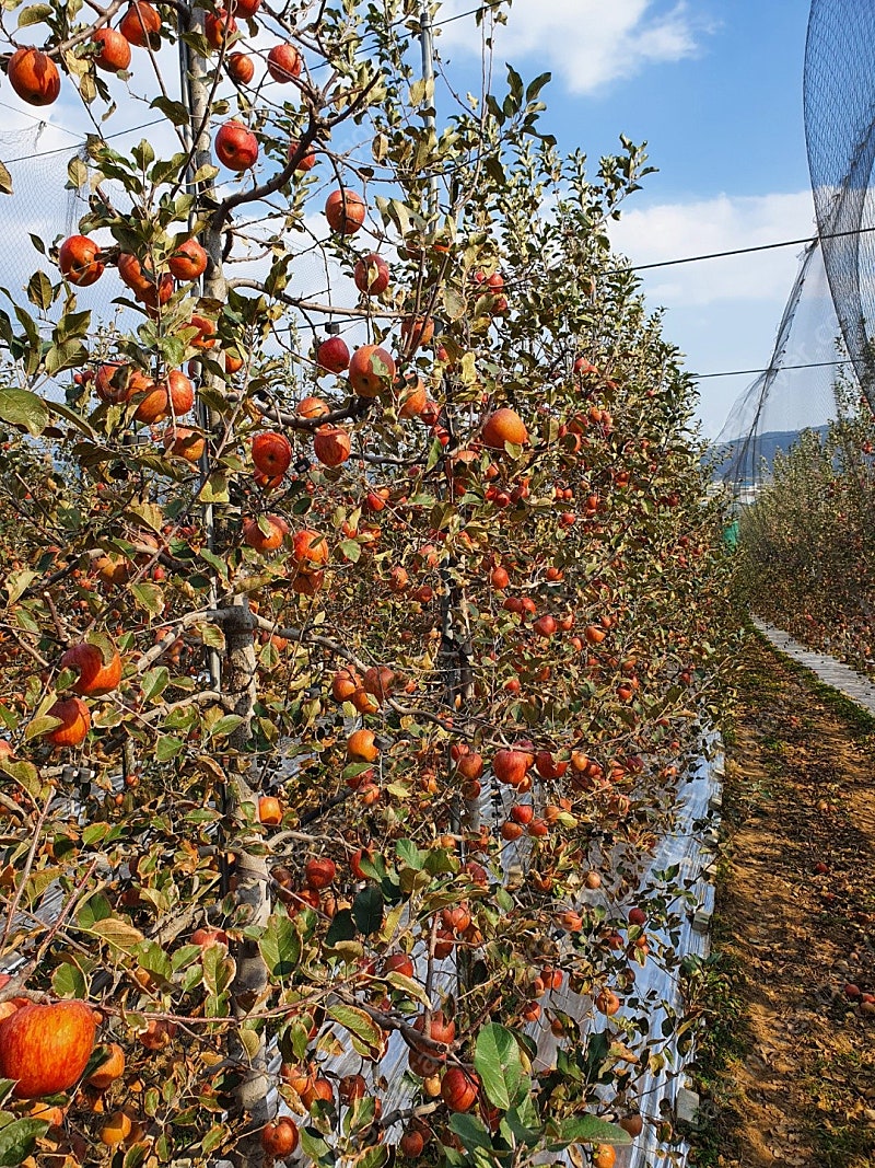 포항 사과