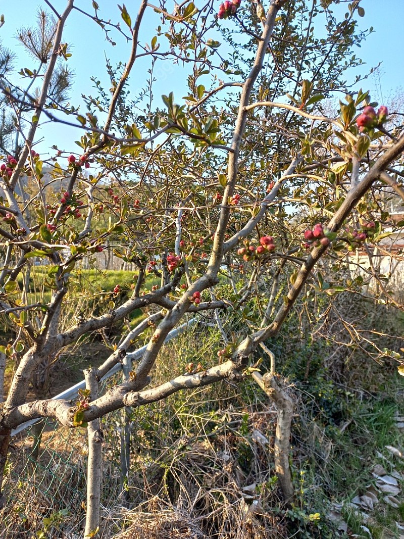 조선소나무,반송,기타나무 파격판매