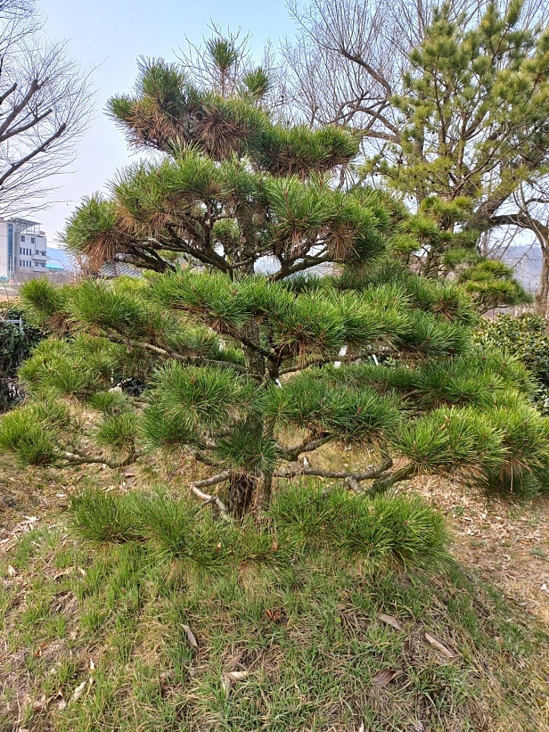 반송,조선소나무,꽃나무,과일나무판매