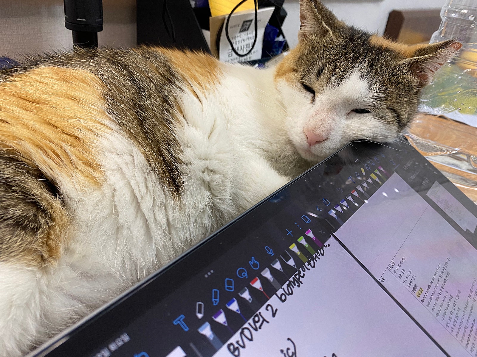 비단바라기 이미지