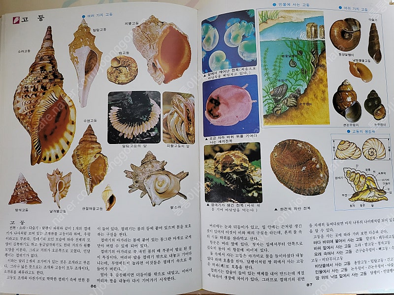 최신컬러학습대백과--1