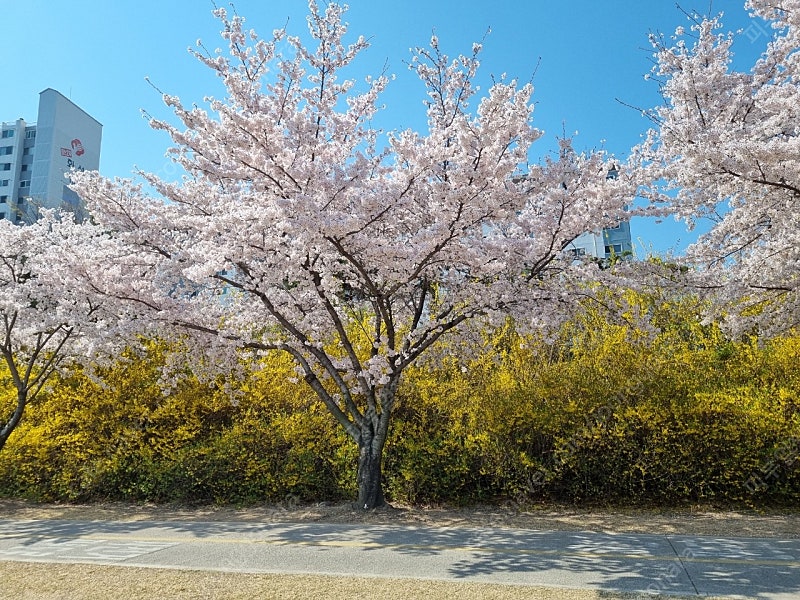 스타벅스아메리카노 1장팔아요