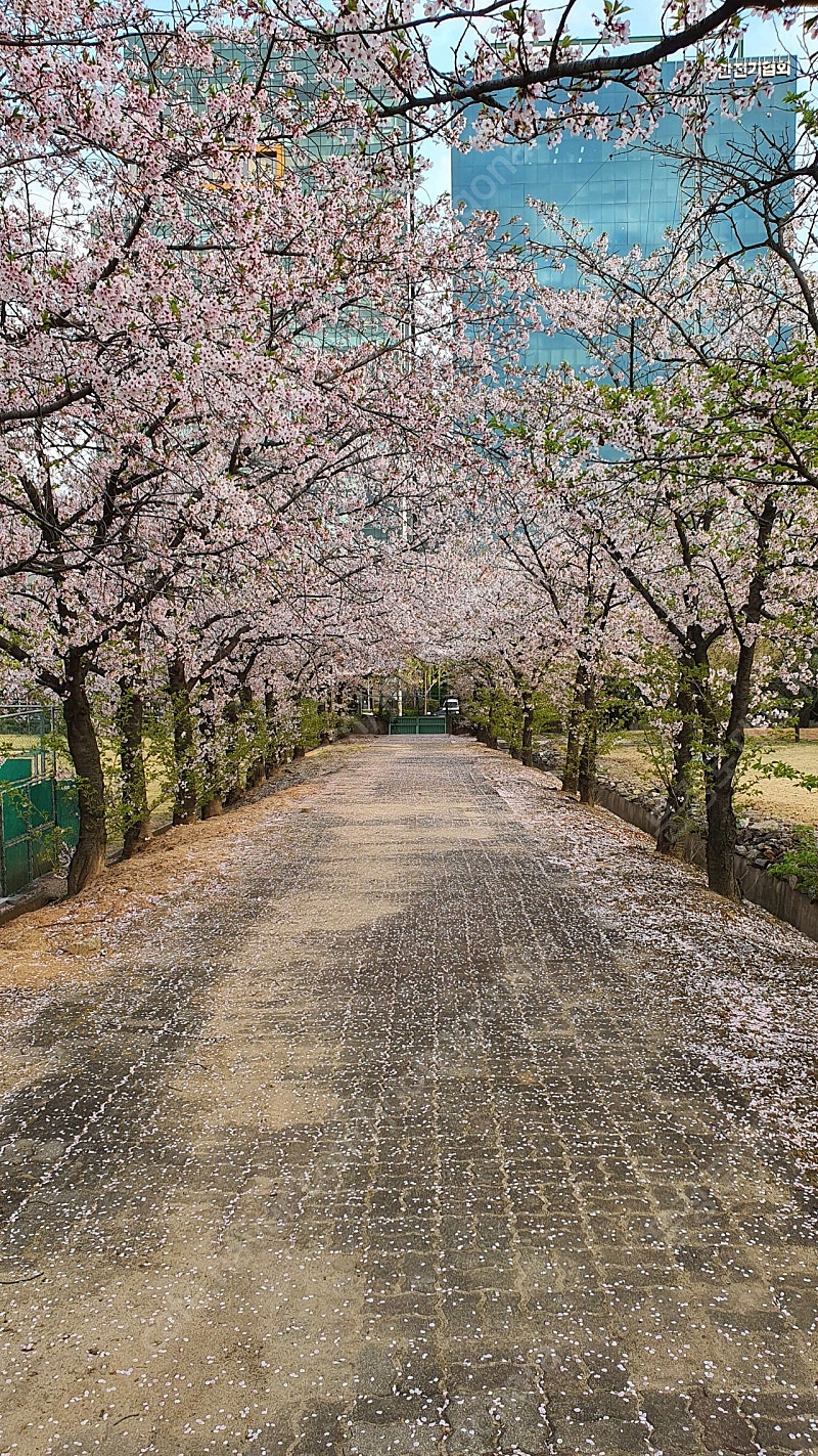 웰리힐리파크 패밀리 27평 5.6일, 5.7일 팝니다