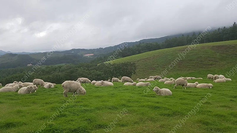 파리바게뜨 15000,31000,33000, 배스킨라빈스 쿼터,패밀리, 파스쿠찌 홀케이크, 요기요상품권, 던킨1만원, 뚜레쥬르 32000, GS주유권 팝니다