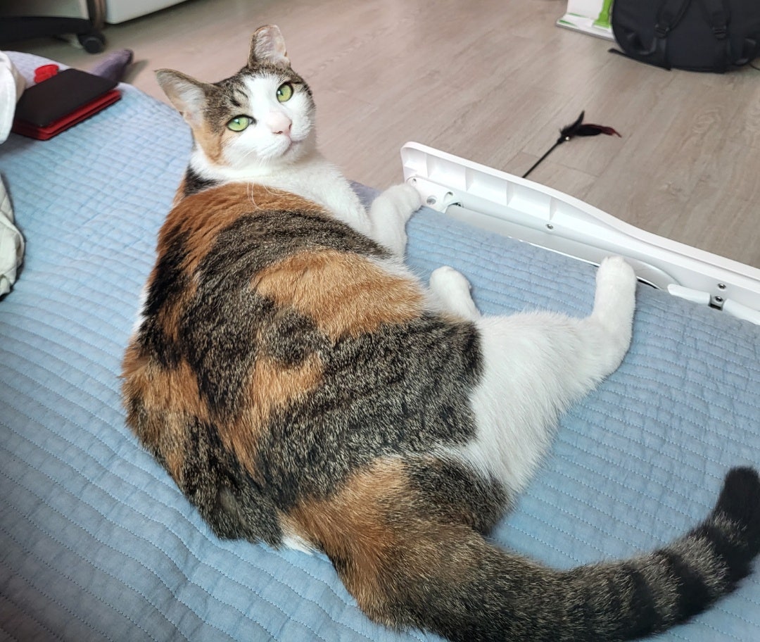 비단바라기 이미지