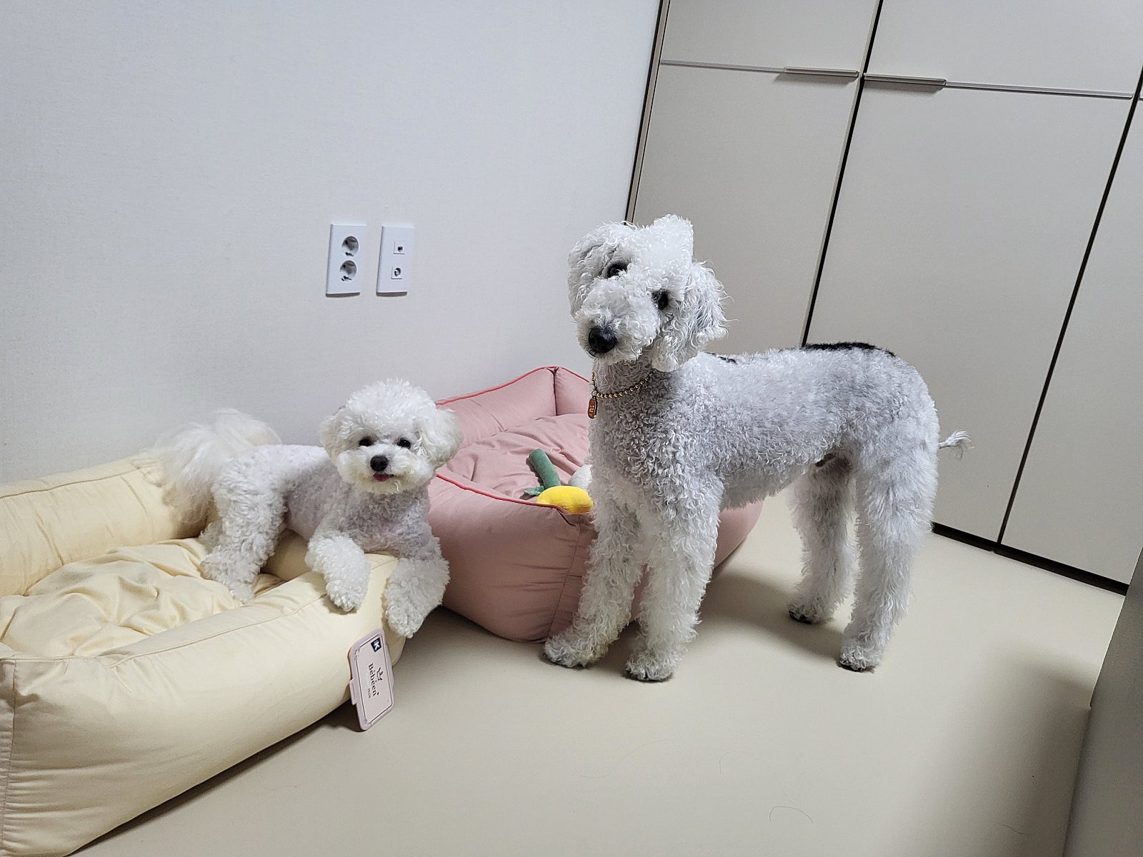 아르르(Arr) 이미지