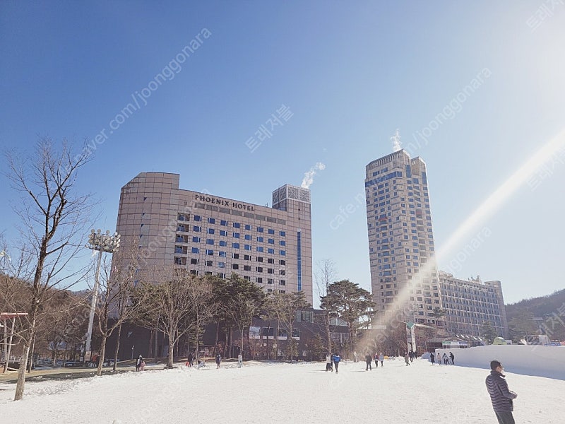 설 연휴 휘닉스파크 콘도 20평 30평 양도합니다