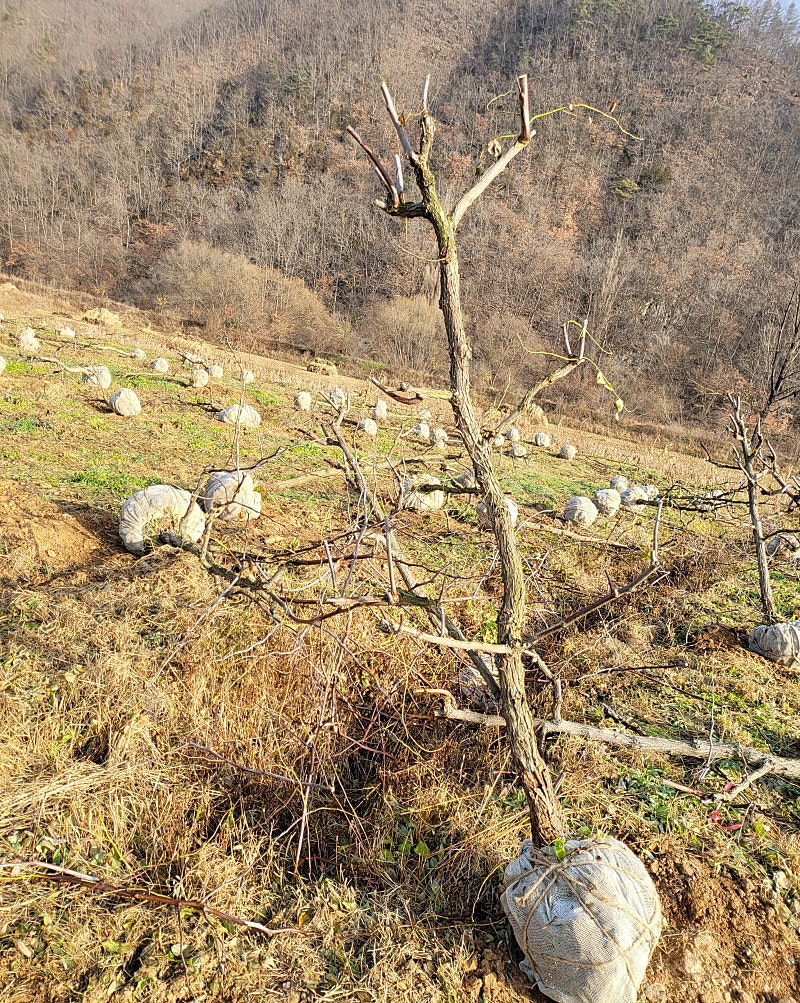 사과대추,천황대추,왕대추 묘목 판매