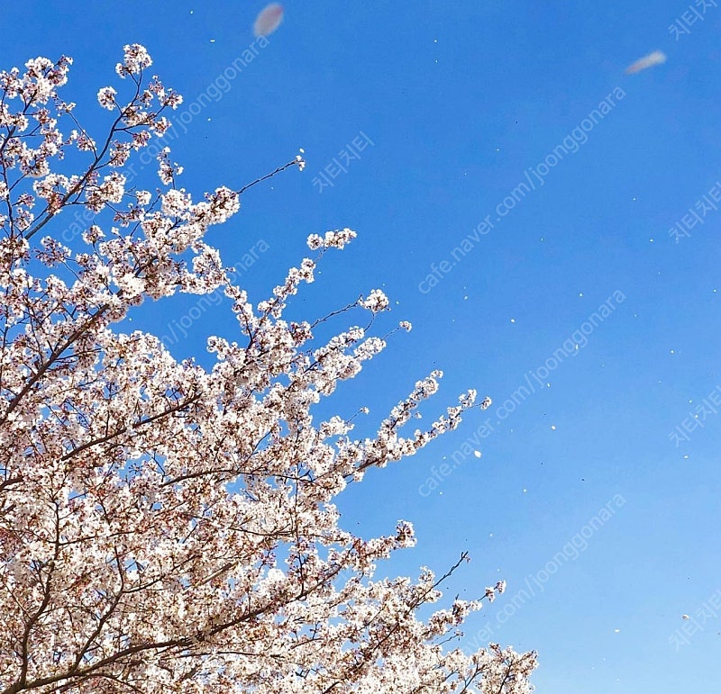 더라운지멤버스 공항 라운지 이용권 삽니다