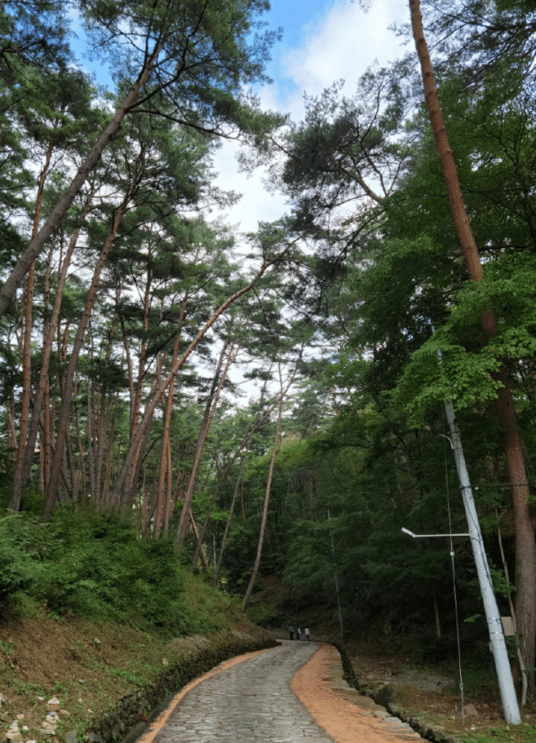 한반도솔숲쉼터 이미지