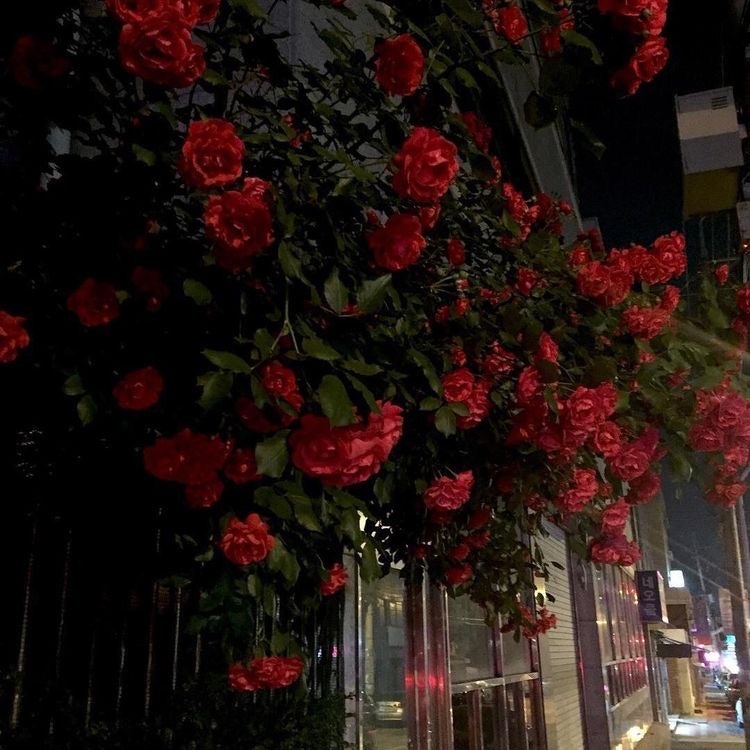 솔레일 이미지