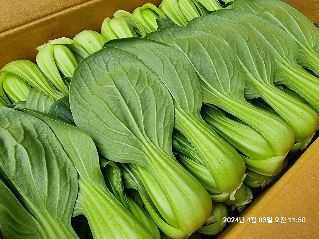 블랙야채 이미지