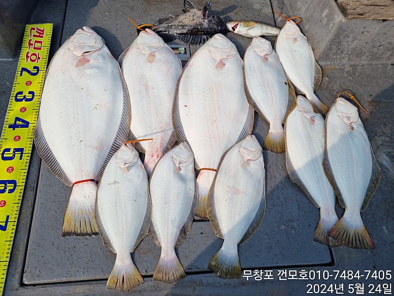 루어낚시조황+ - 5월24일 무창포 껀모호 광어다운샷 7분 중 6분 생초보 조사님~~~