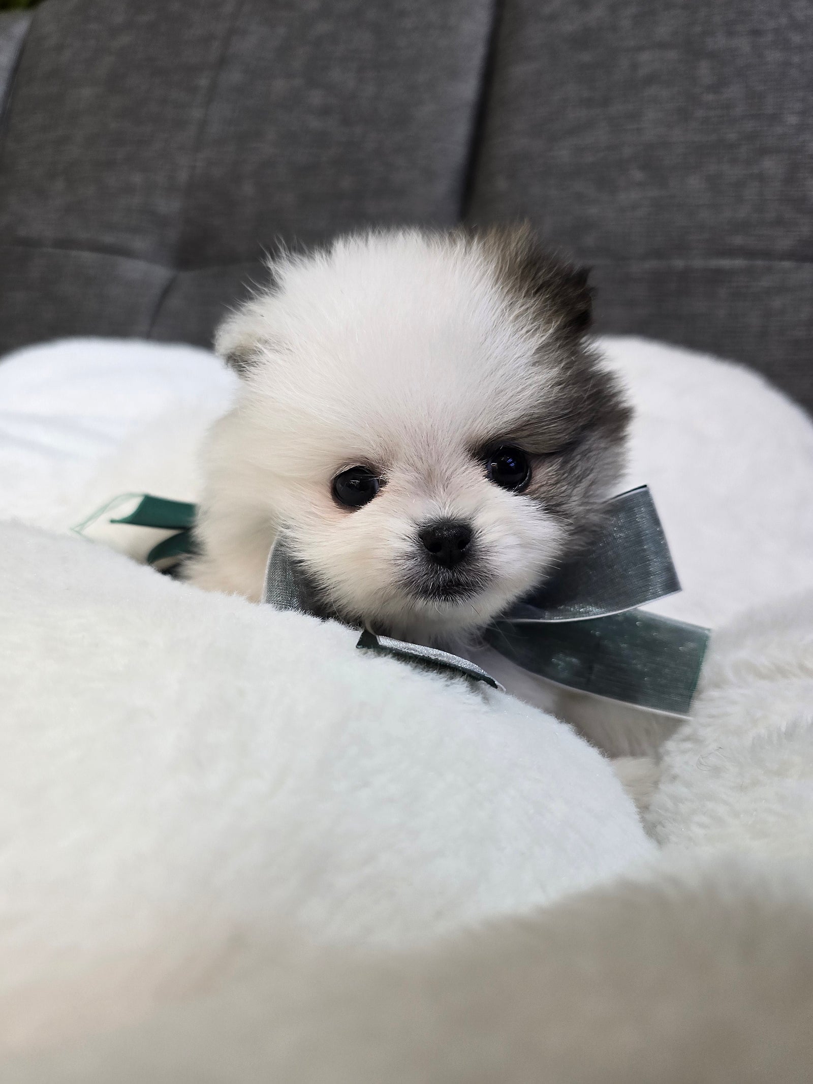그레이하운드(주) 이미지