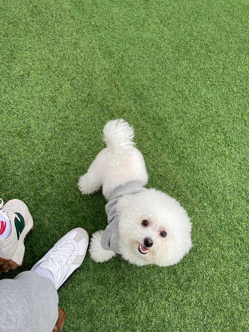 백견 이미지