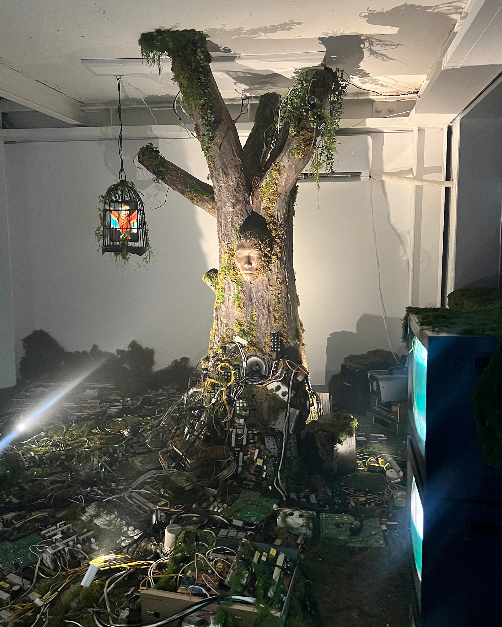 브로콜리 지역정보 관련 사진 11