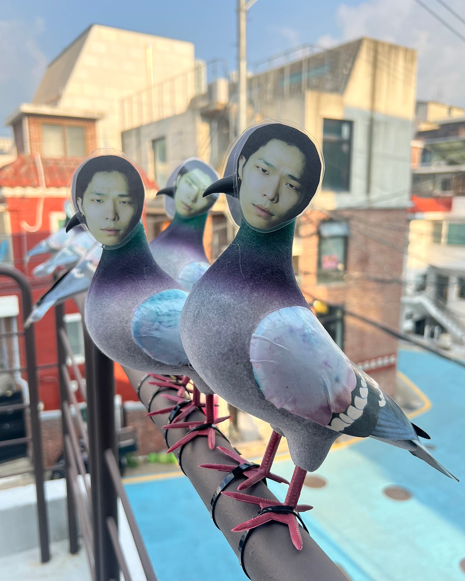 브로콜리 지역정보 관련 사진 9