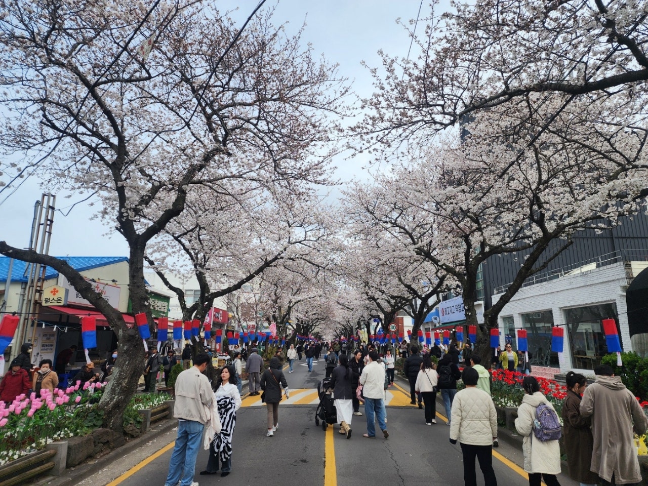 벚꽃구경