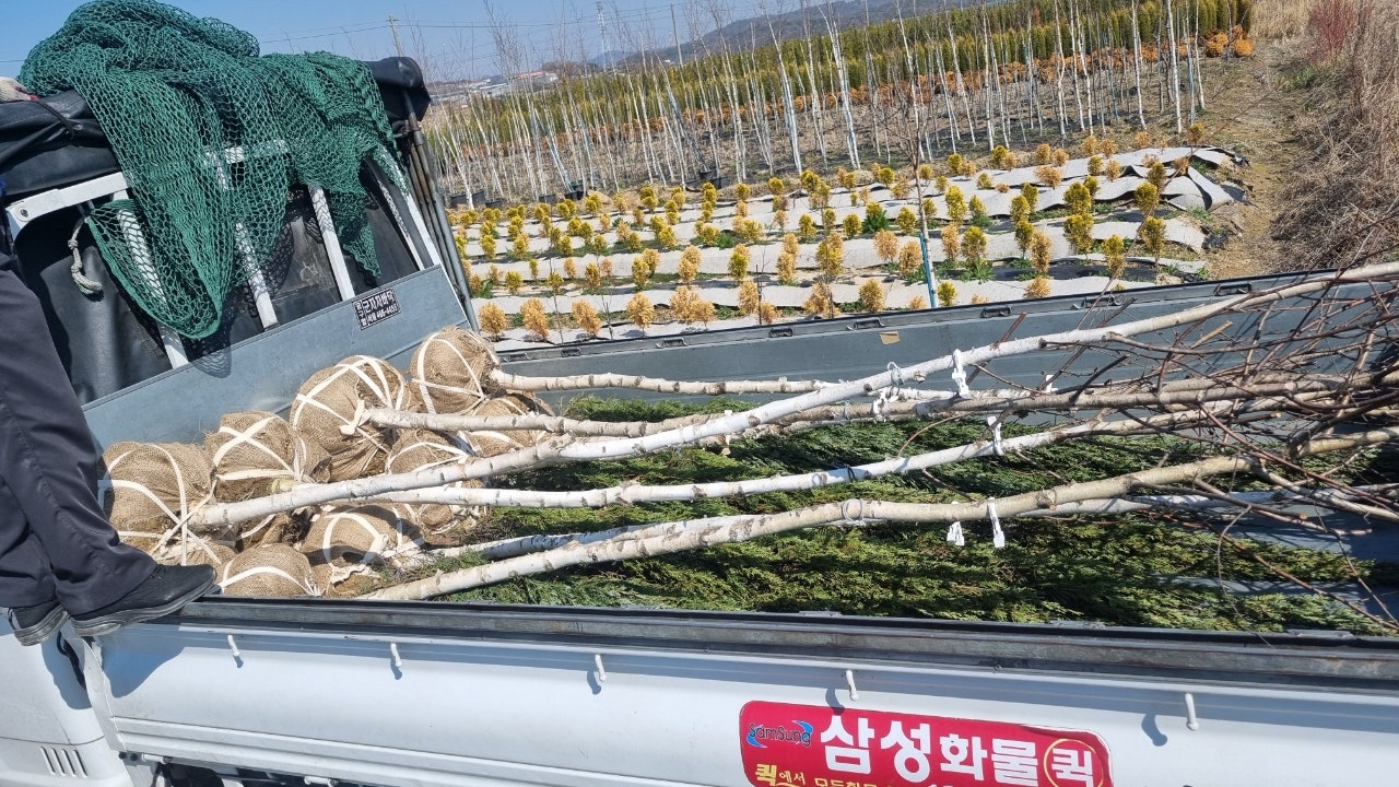 잭큐몬티자작나무 R5와 블루엔젤 2m 출하 물량