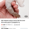 네이버) 훈훈수산 칵테일새우 900g 9,150원 네멤무배