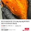 네이버) 맛뜨레 26년 햇 호박고구마 1.5kg 중상 3,900원 네멤무료