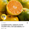 지마켓) 제주 하우스 유라 실생 로얄과(s-m) 3kg 13940원 무배