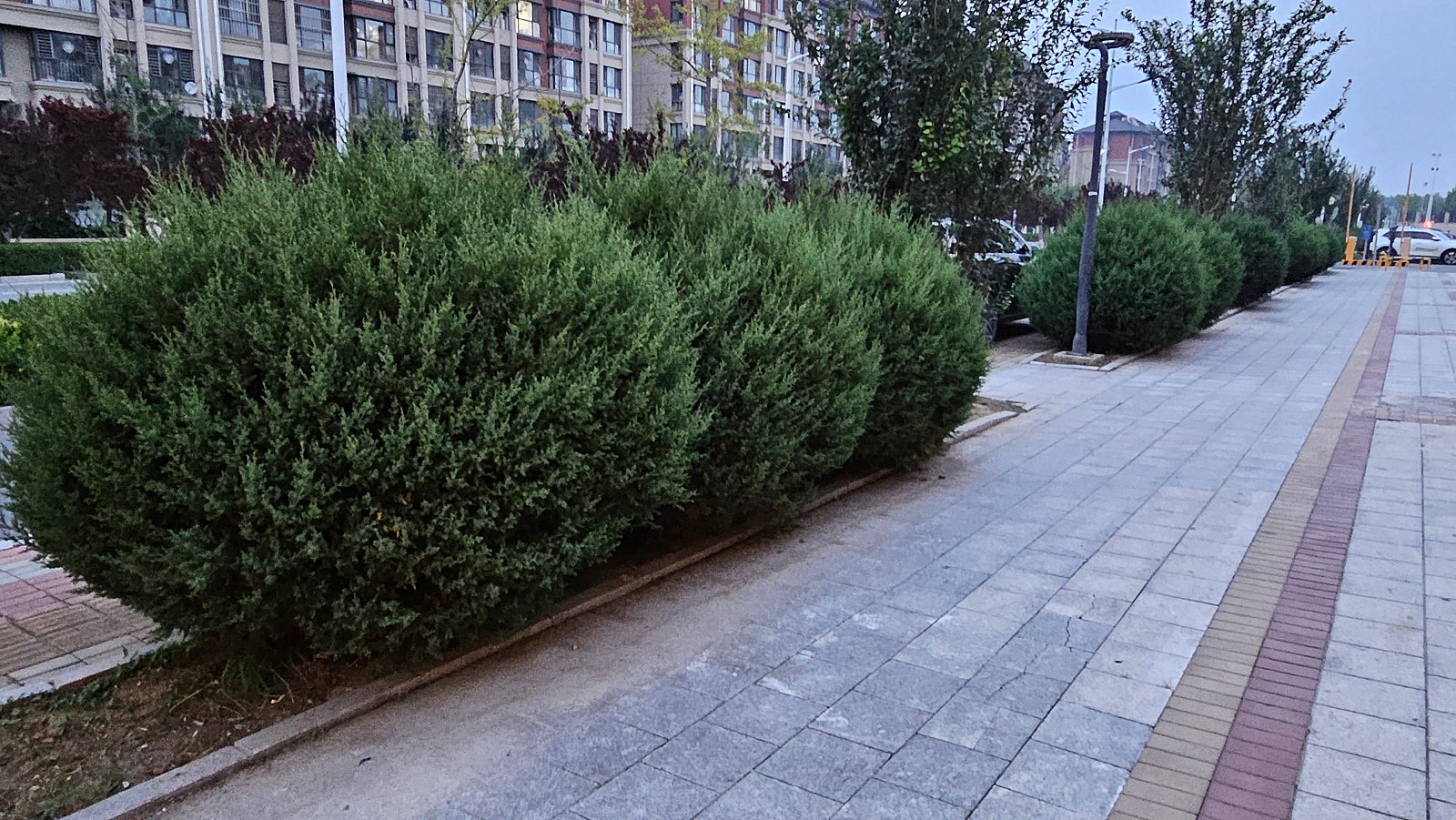 주거단지 보행로 주변에 길게 심긴 스트릭타 식재 장면