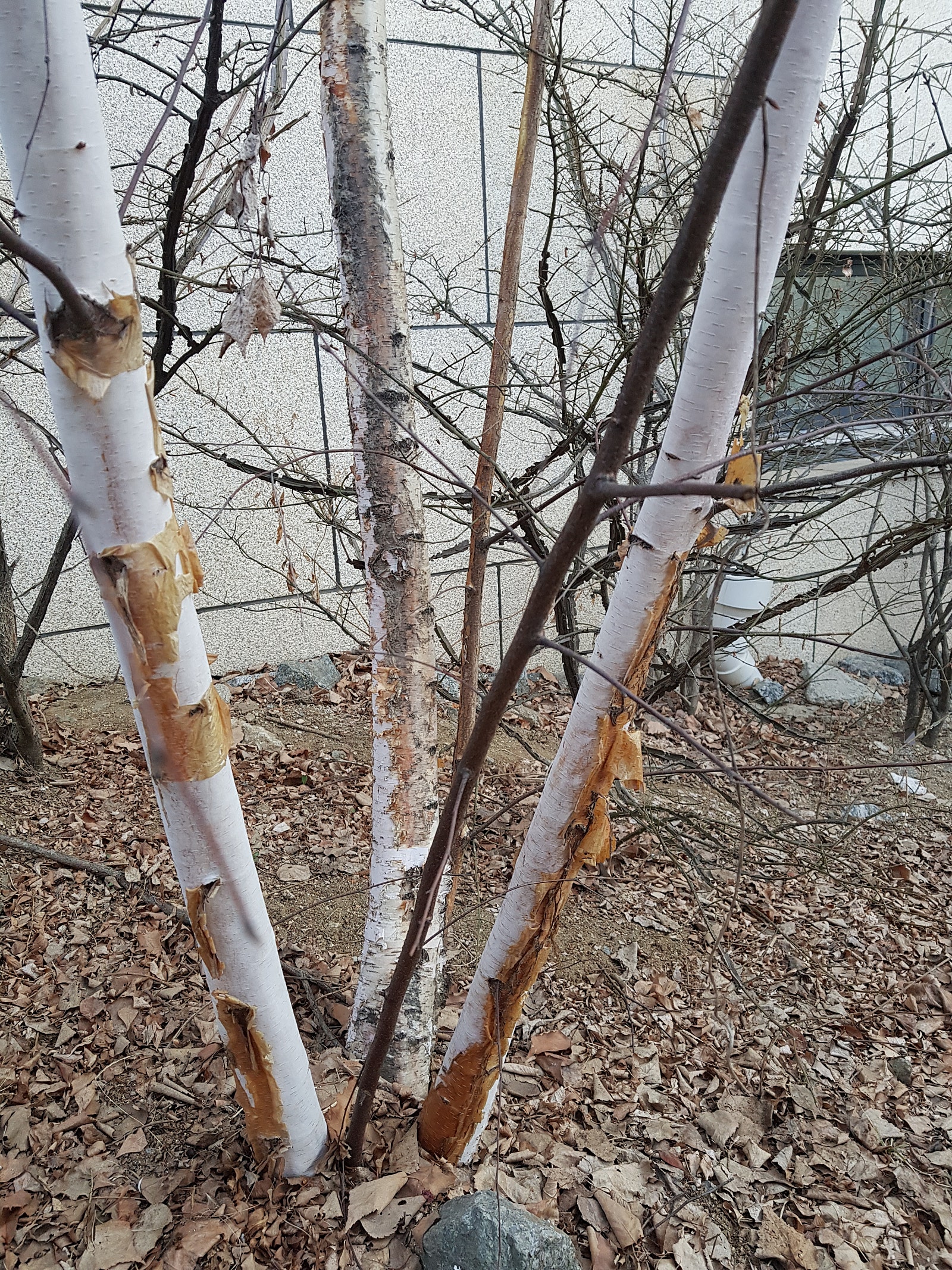 겨울정원에서 상록 녹색 구조와 개화 수종 선택을 함께 생각할 수 있는 묘목 사진